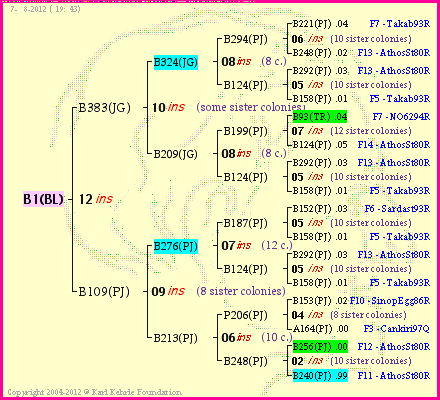 Pedigree of B1(BL) :
four generations presented