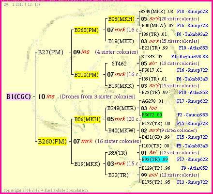 Pedigree of B1(CGC) :
four generations presented