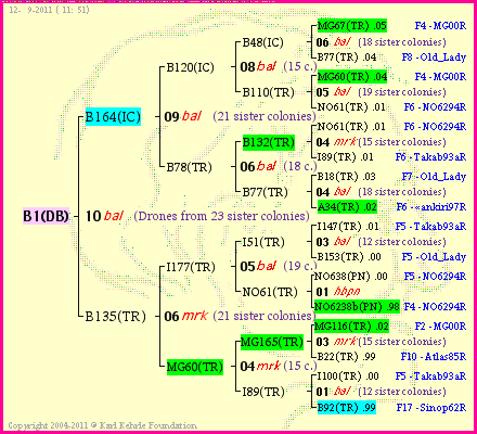 Pedigree of B1(DB) :
four generations presented