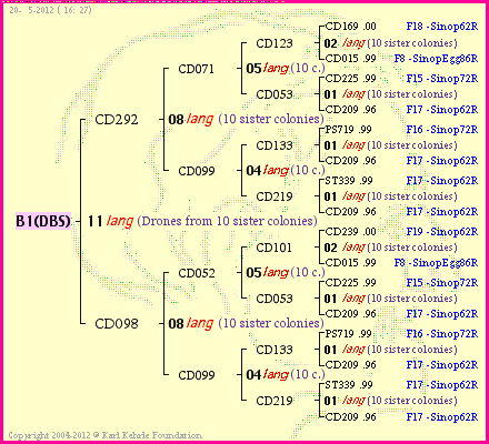 Pedigree of B1(DBS) :
four generations presented