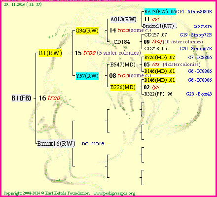 Pedigree of B1(FB) :
four generations presented