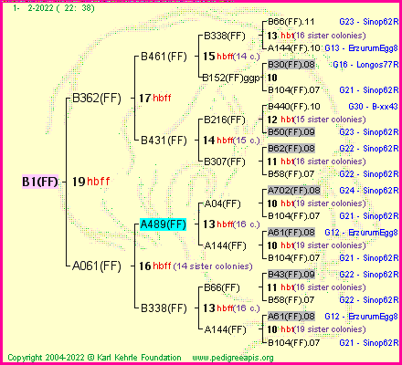 Pedigree of B1(FF) :
four generations presented
it's temporarily unavailable, sorry!