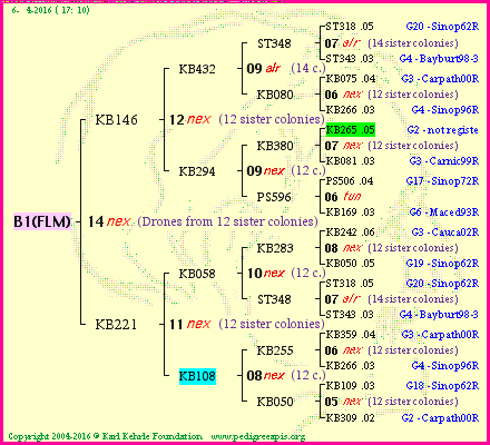 Pedigree of B1(FLM) :
four generations presented