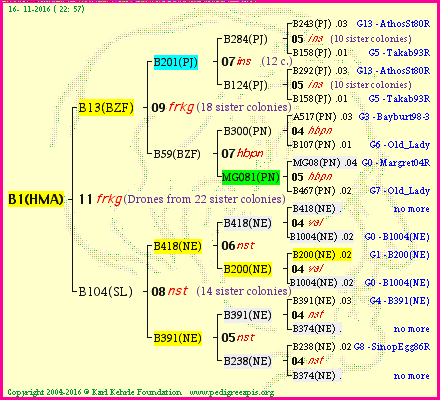 Pedigree of B1(HMA) :
four generations presented