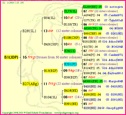 Pedigree of B1(JDP) :
four generations presented