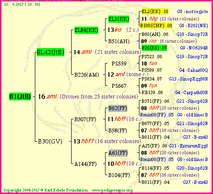 Pedigree of B1(JtB) :
four generations presented