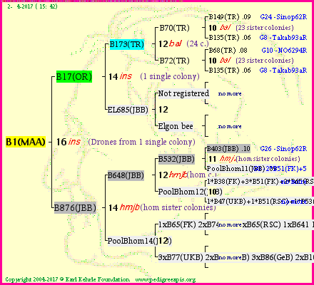 Pedigree of B1(MAA) :
four generations presented