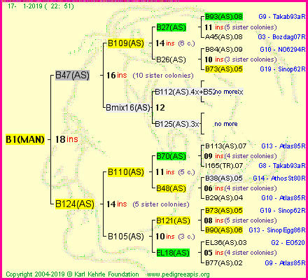 Pedigree of B1(MAN) :
four generations presented
it's temporarily unavailable, sorry!