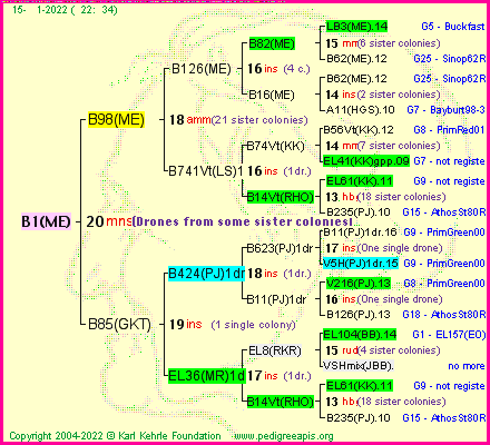 Pedigree of B1(ME) :
four generations presented
it's temporarily unavailable, sorry!