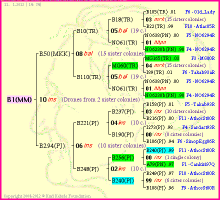 Pedigree of B1(MM) :
four generations presented