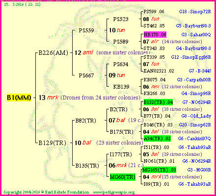 Pedigree of B1(MM) :
four generations presented