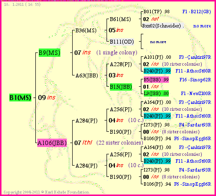 Pedigree of B1(MS) :
four generations presented