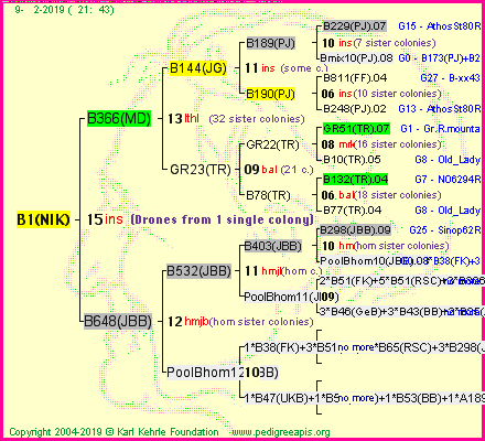 Pedigree of B1(NIK) :
four generations presented<br />it's temporarily unavailable, sorry!