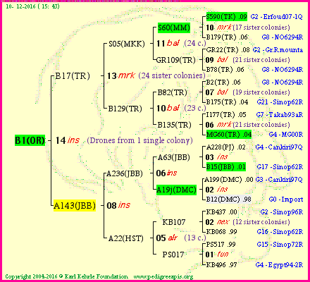 Pedigree of B1(OR) :
four generations presented