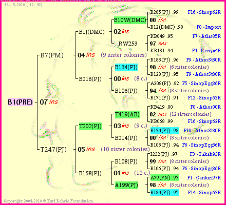 Pedigree of B1(PRE) :
four generations presented