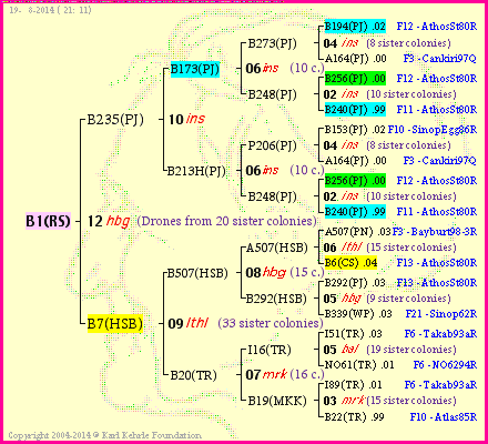 Pedigree of B1(RS) :
four generations presented