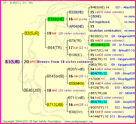 Pedigree of B1(SJR) :
four generations presented
it's temporarily unavailable, sorry!