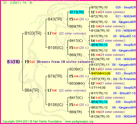 Pedigree of B1(TR) :
four generations presented
it's temporarily unavailable, sorry!