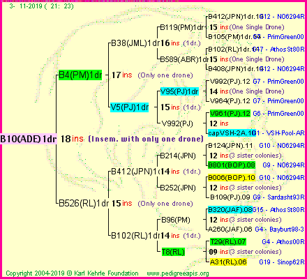 Pedigree of B10(ADE)1dr :
four generations presented
it's temporarily unavailable, sorry!