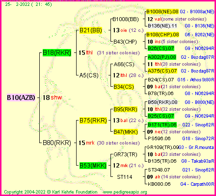 Pedigree of B10(AZB) :
four generations presented
it's temporarily unavailable, sorry!