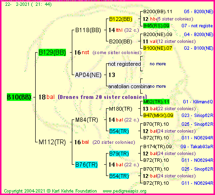 Pedigree of B10(BB) :
four generations presented
it's temporarily unavailable, sorry!