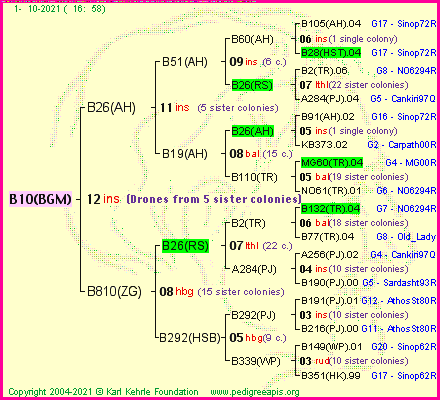 Pedigree of B10(BGM) :
four generations presented
it's temporarily unavailable, sorry!