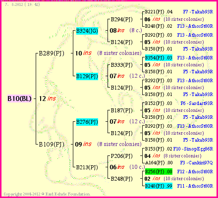 Pedigree of B10(BL) :
four generations presented