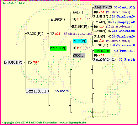 Pedigree of B10(CHP) :
four generations presented