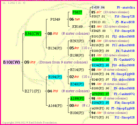 Pedigree of B10(CW) :
four generations presented