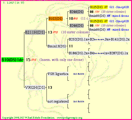 Pedigree of B10(DS)1dr :
four generations presented