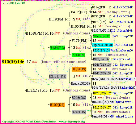 Pedigree of B10(DS)1dr :
four generations presented