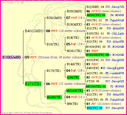 Pedigree of B10(GMH) :
four generations presented