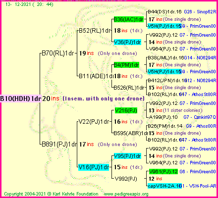 Pedigree of B10(HDH)1dr :
four generations presented
it's temporarily unavailable, sorry!