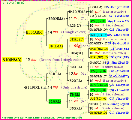 Pedigree of B10(HMA) :
four generations presented