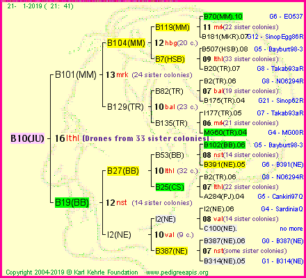 Pedigree of B10(JU) :
four generations presented<br />it's temporarily unavailable, sorry!