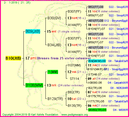 Pedigree of B10(JtB) :
four generations presented<br />it's temporarily unavailable, sorry!