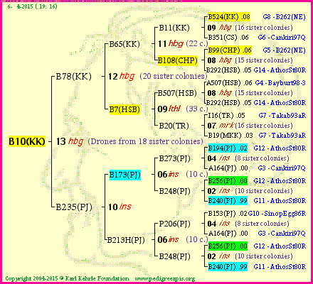 Pedigree of B10(KK) :
four generations presented