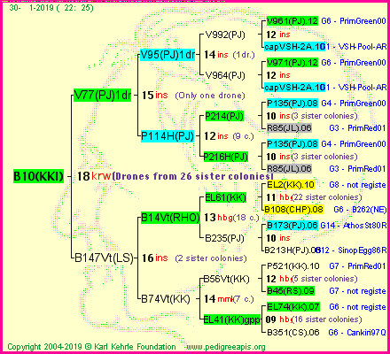 Pedigree of B10(KKI) :
four generations presented<br />it's temporarily unavailable, sorry!