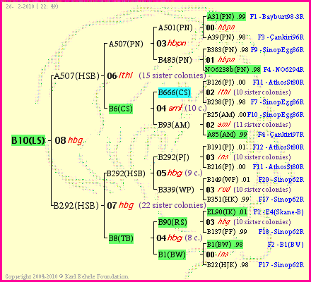 Pedigree of B10(LS) :
four generations presented