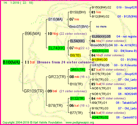 Pedigree of B10(MA) :
four generations presented<br />it's temporarily unavailable, sorry!