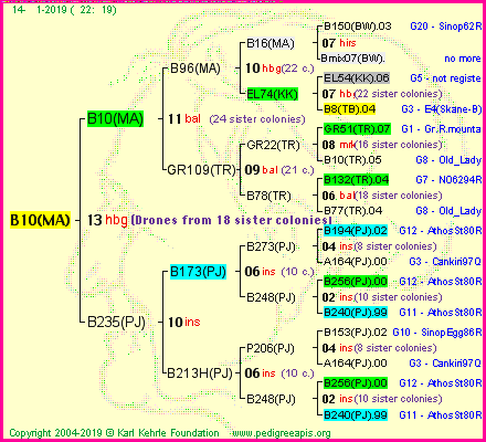 Pedigree of B10(MA) :
four generations presented<br />it's temporarily unavailable, sorry!