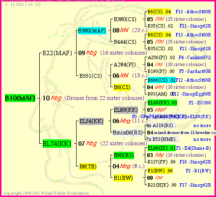 Pedigree of B10(MAF) :
four generations presented