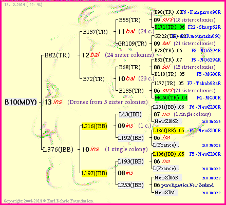 Pedigree of B10(MDY) :
four generations presented