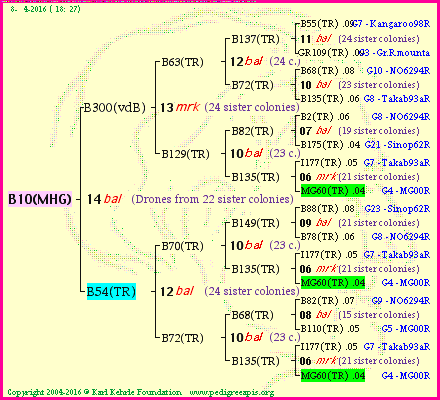 Pedigree of B10(MHG) :
four generations presented