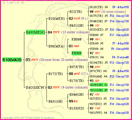 Pedigree of B10(MKH) :
four generations presented