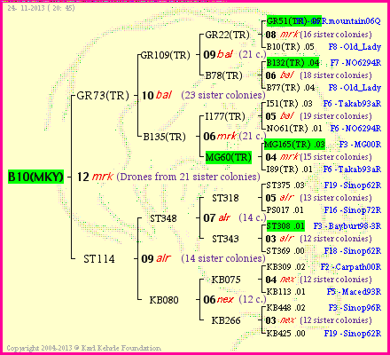 Pedigree of B10(MKY) :
four generations presented