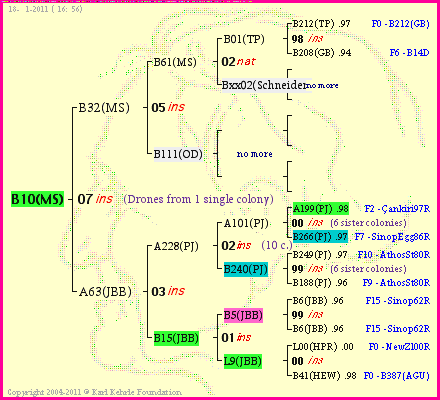 Pedigree of B10(MS) :
four generations presented