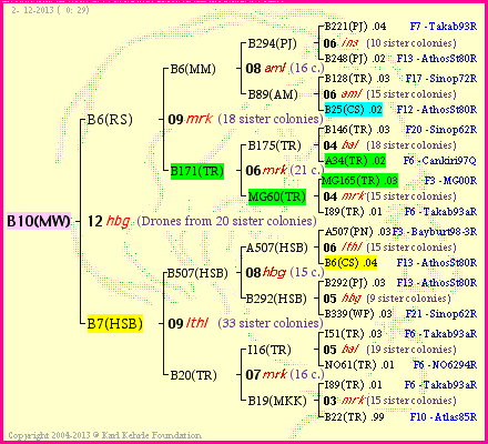 Pedigree of B10(MW) :
four generations presented