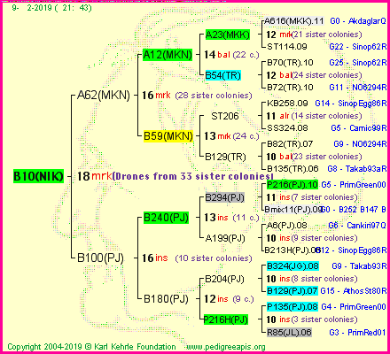 Pedigree of B10(NIK) :
four generations presented
it's temporarily unavailable, sorry!