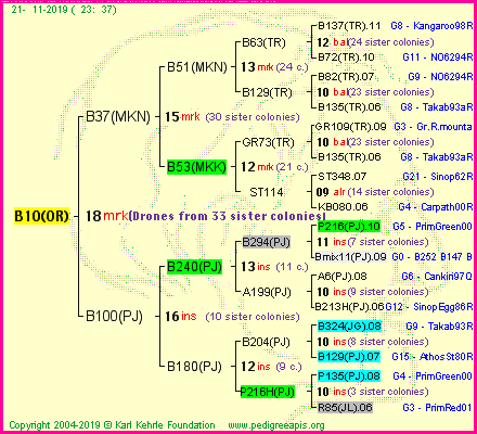 Pedigree of B10(OR) :
four generations presented<br />it's temporarily unavailable, sorry!